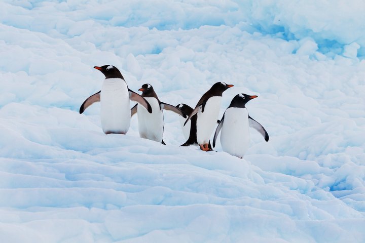 Pinguine auf der Antarktischen Halbinsel