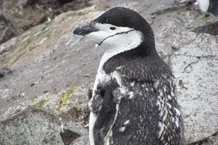 Zügelpinguin in der Antarktis