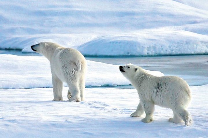 Eisbären in der Arktis