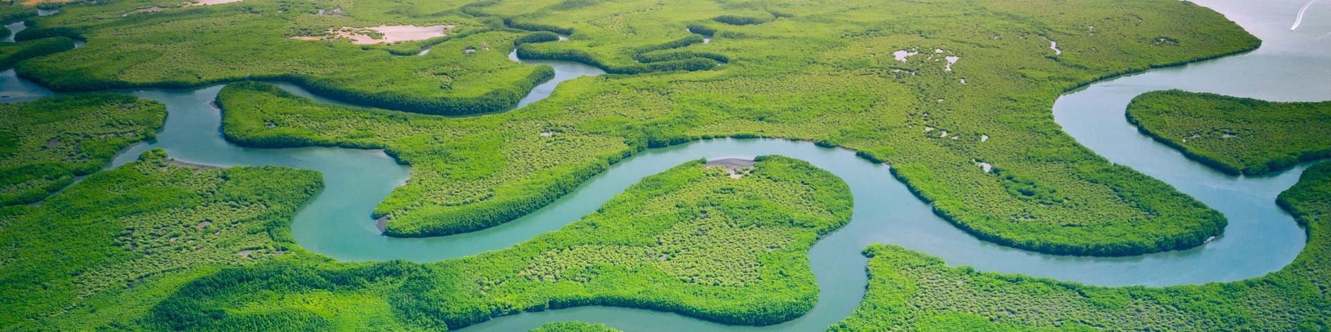 Mangrovenlandschaft in Gambia
