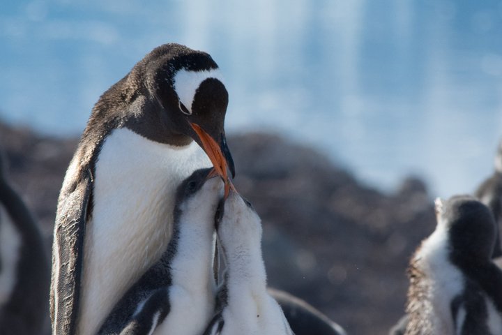 Eselpinguin mit Jungen in der Antarktis