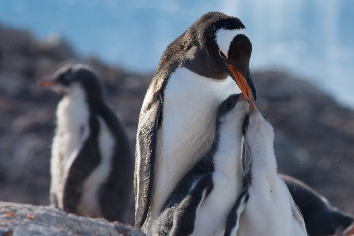 Eselpinguin mit Jungen in der Antarktis