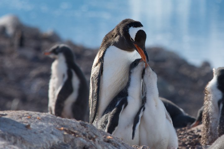 Eselpinguin mit Jungen in der Antarktis