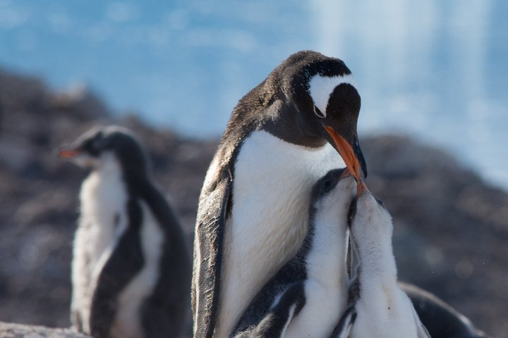 Eselpinguin mit Jungen in der Antarktis Eselpinguin mit Jungen in der Antarktis