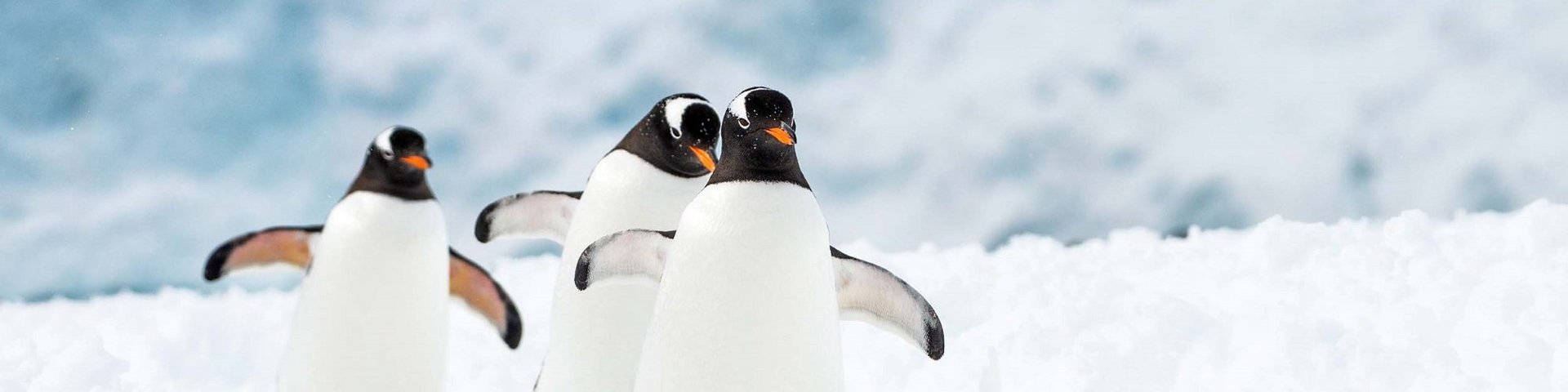 Watschelnde Eselspinguine Watschelnde Eselspinguine