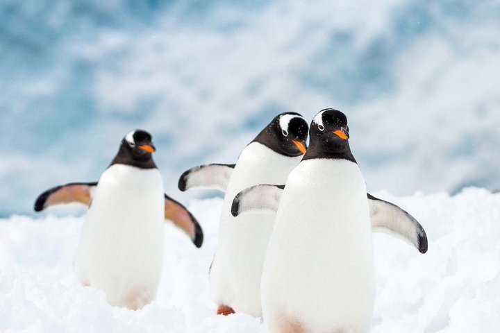 Watschelnde Eselspinguine