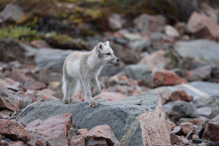 Polarfuchs