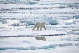 Eisbär auf Packeis in Spitzbergen