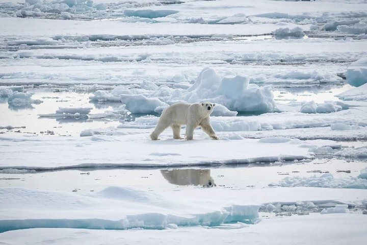 Eisbär auf Packeis in Spitzbergen