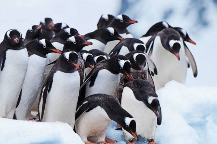 Pinguinkolonien in der Antarktis