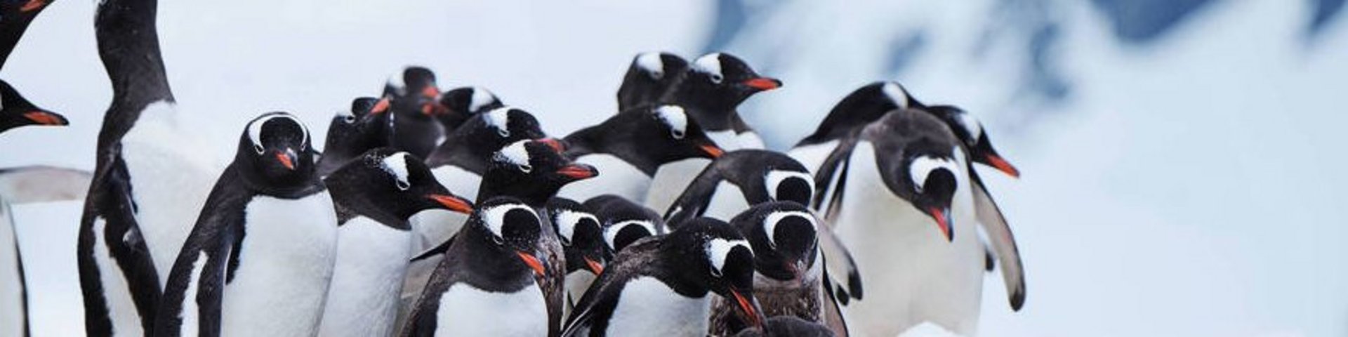 Pinguinkolonien in der Antarktis Pinguinkolonien in der Antarktis