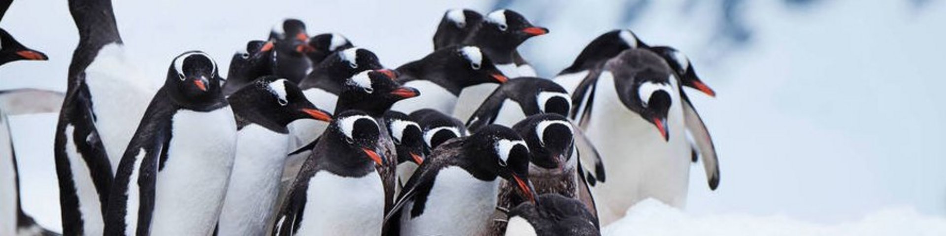 Pinguinkolonien in der Antarktis