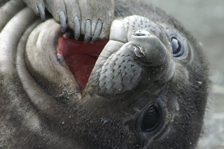 Junger Seeelefant in der Antarktis
