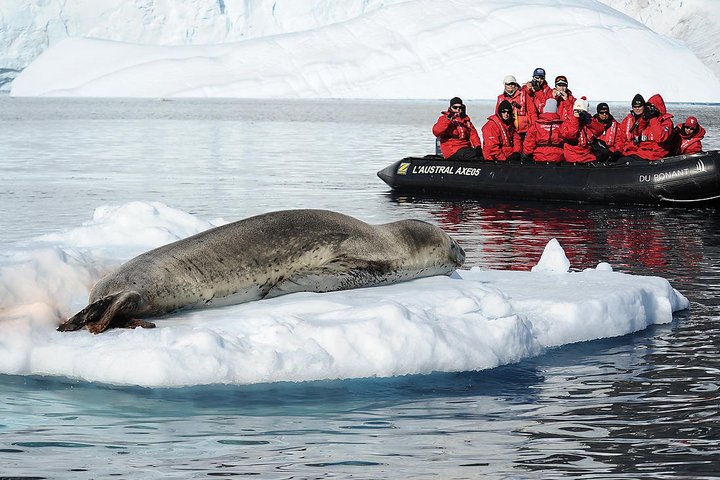 Seeleopard auf Eisscholle mit Zodiac dahinter