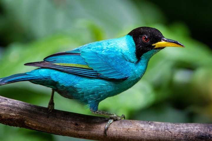 Tropischer Vogel in Zentralamerika