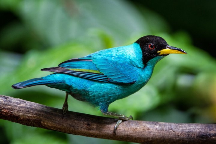 Honigkriecher in Costa Rica Honigkriecher auf einem Ast sitzend