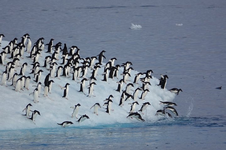 Pinguine auf der Eisscholle in der Antarktis