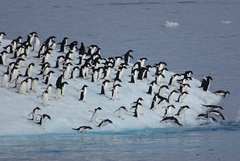 Pinguine auf der Eisscholle in der Antarktis