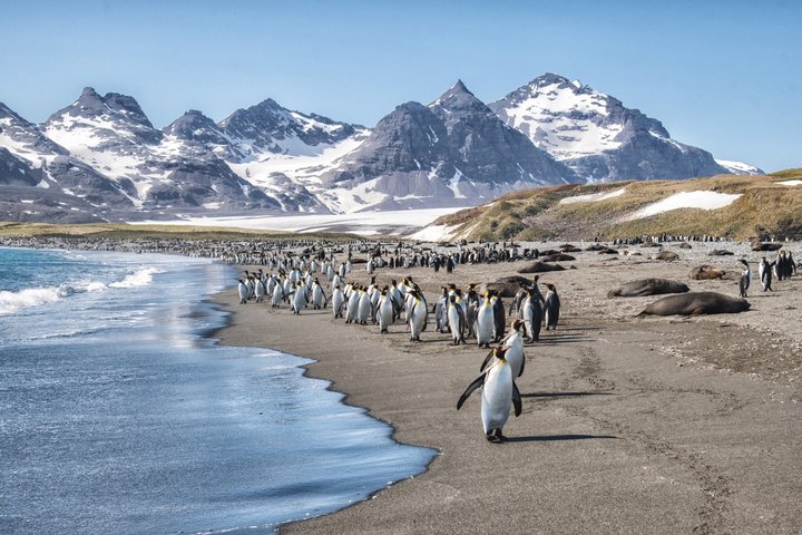 Königspinguine auf Südgeorgien
