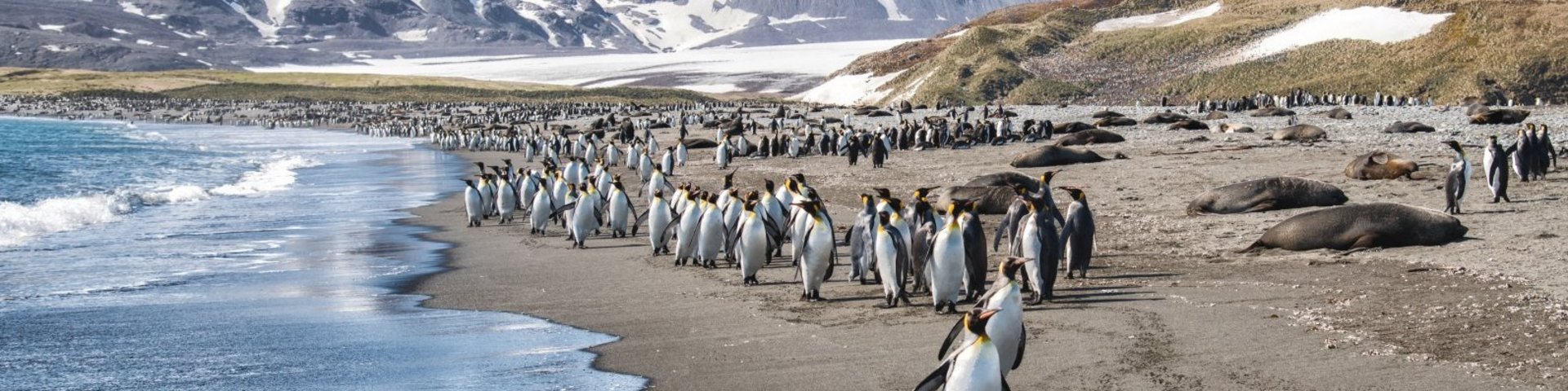 Königspinguine auf Südgeorgien