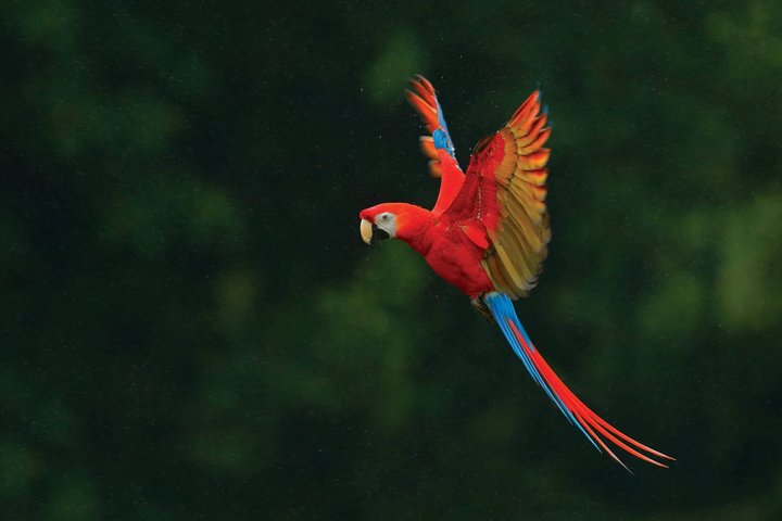 Ara im Urwald von Costa Rica