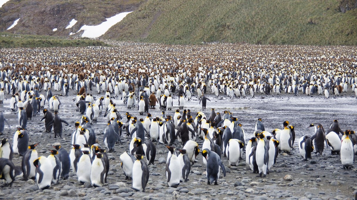 Königspinguine in Salisbury Bay in Südgeorgien Königspinguine in Salisbury Bay in Südgeorgien