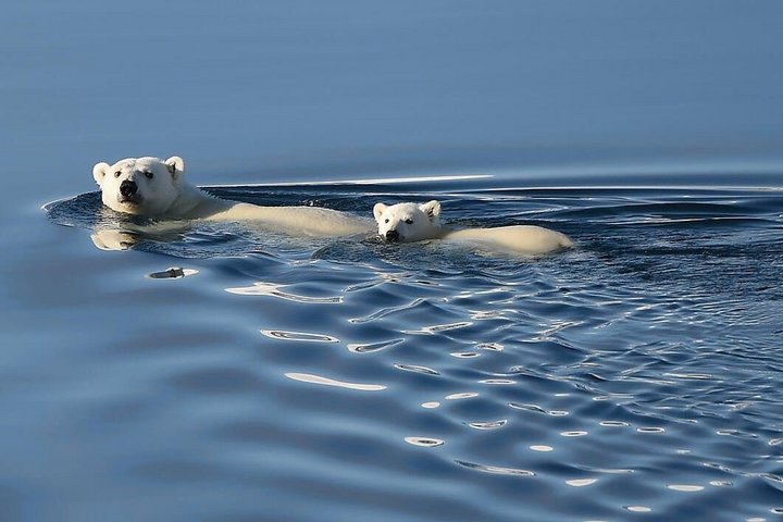 Eisbär mit seinem Jungen