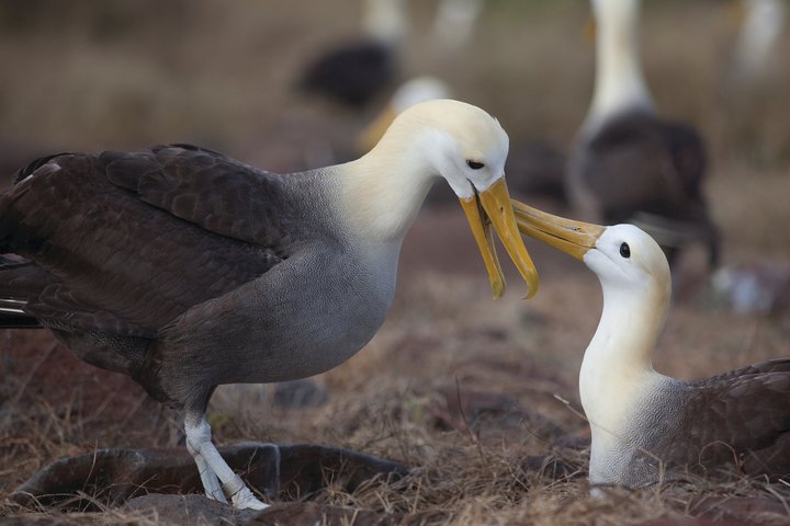 Zwei Albatrosse beim Brüten