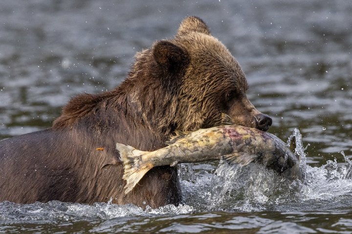 Bär beim Lachsfischen in British Columbia Bär beim Lachsfischen in British Columbia