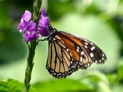 Schmetterling in Mittelamerika
