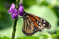 Schmetterling an Blüte