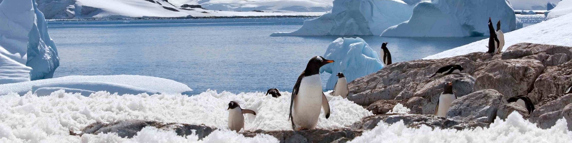 Pinguin mit Bucht in der Antarktis im Hintergrund
