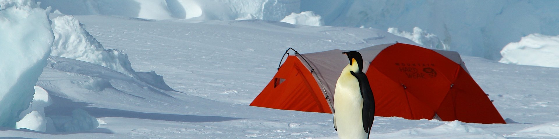 Kaiserpinguin vor einem Zelt