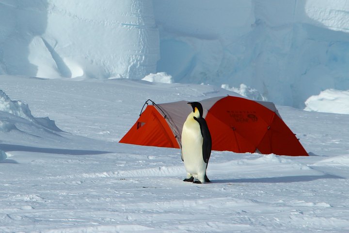 Zelten bei den Kaiserpinguinen Zelten bei den Kaiserpinguinen