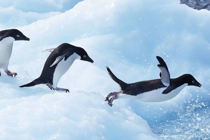 Springende Adéliepinguine