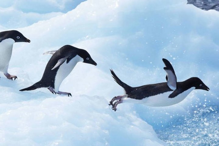 Springende Adéliepinguine