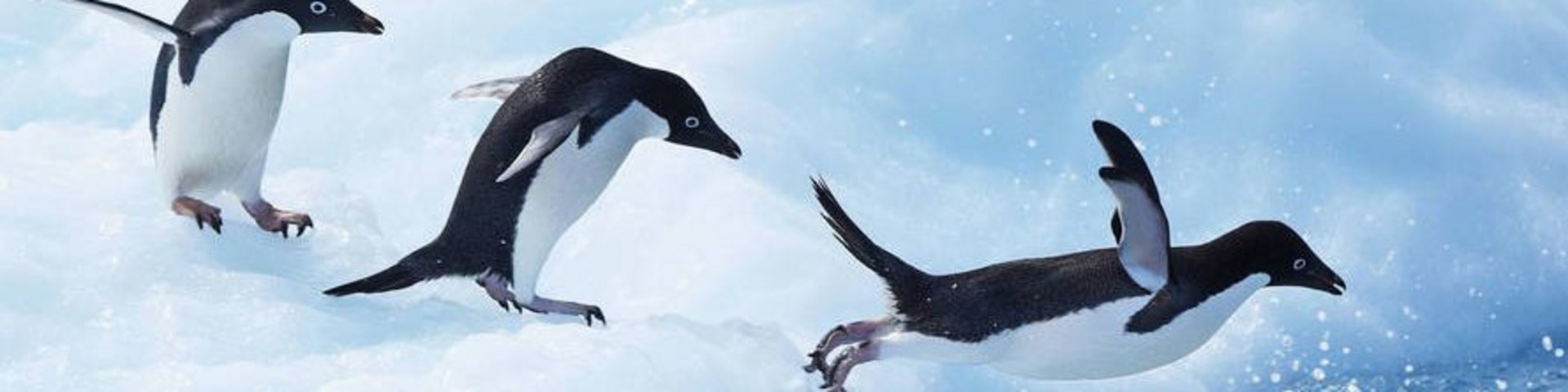 Adéliepinguine – Sprung vom Eis Adéliepinguine – Sprung vom Eis