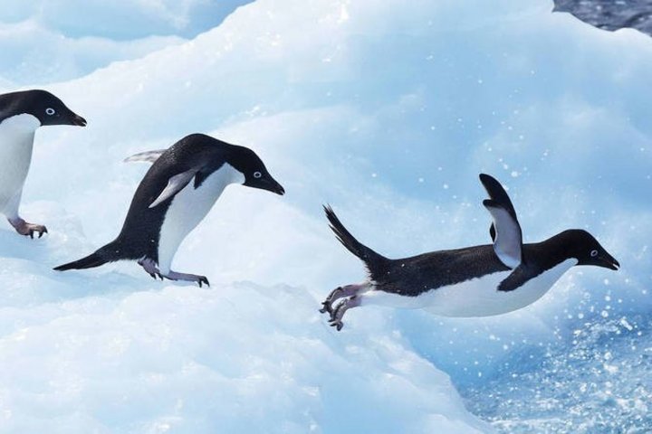 Adéliepinguine