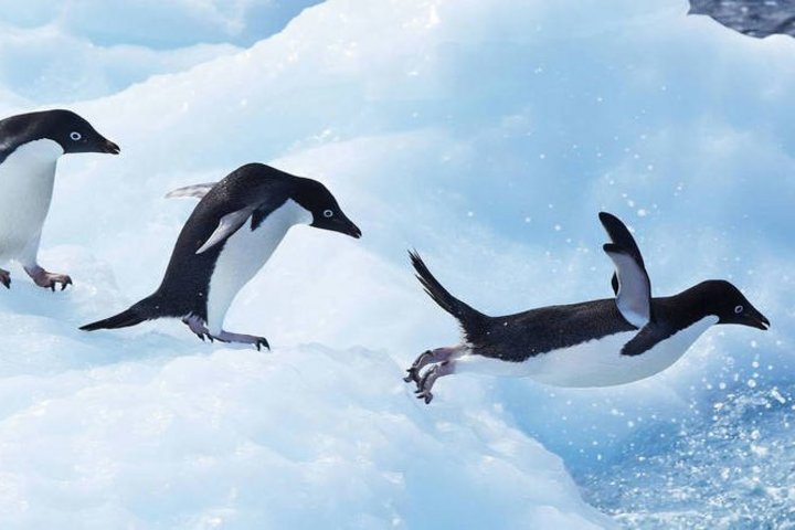 Adéliepinguine auf dem Sprung