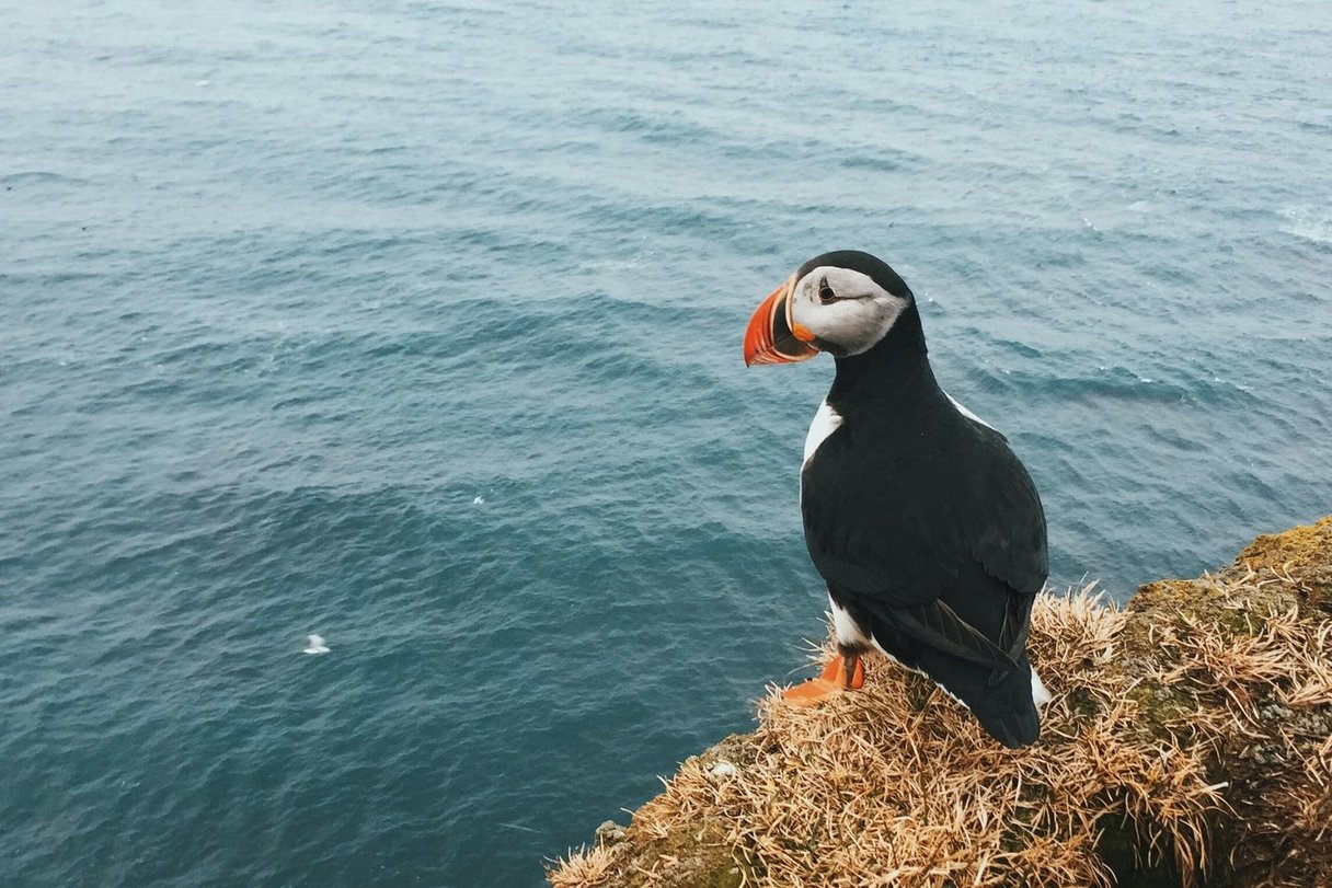 Papageientaucher auf dem Latrabjarg