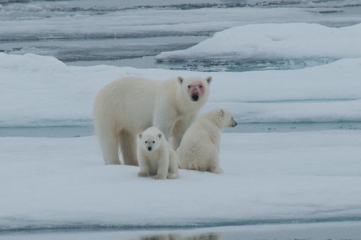Eisbär auf Eisscholle vor Spitzbergen