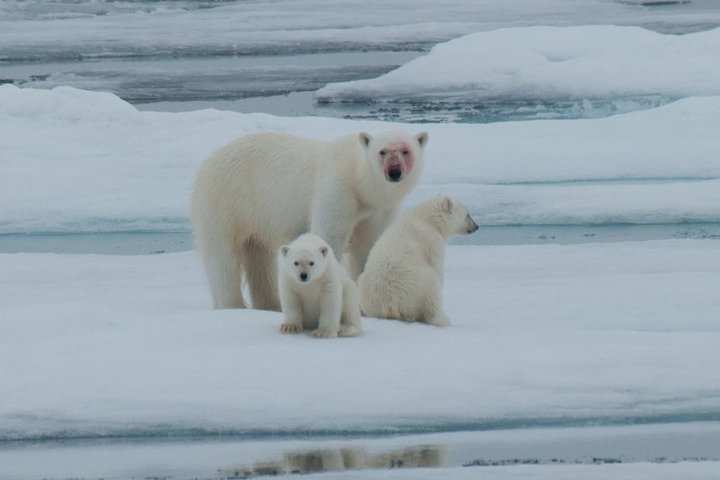 Eisbären auf Spitzbergen