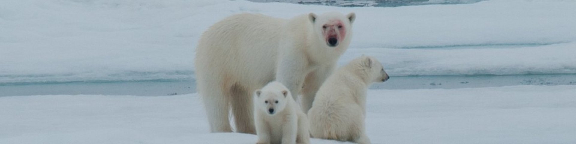 Eisbären auf Spitzbergen