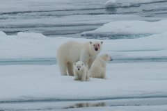 Eisbären auf Spitzbergen