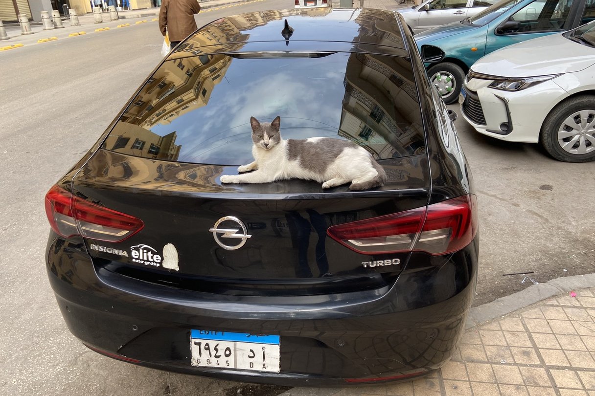 Katze auf Kofferraum vom Auto