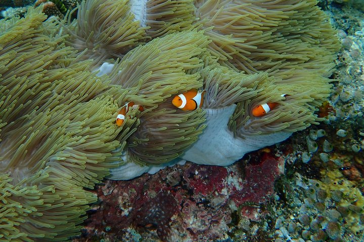 Korallenriff mit Clownfischen in Raja Ampat