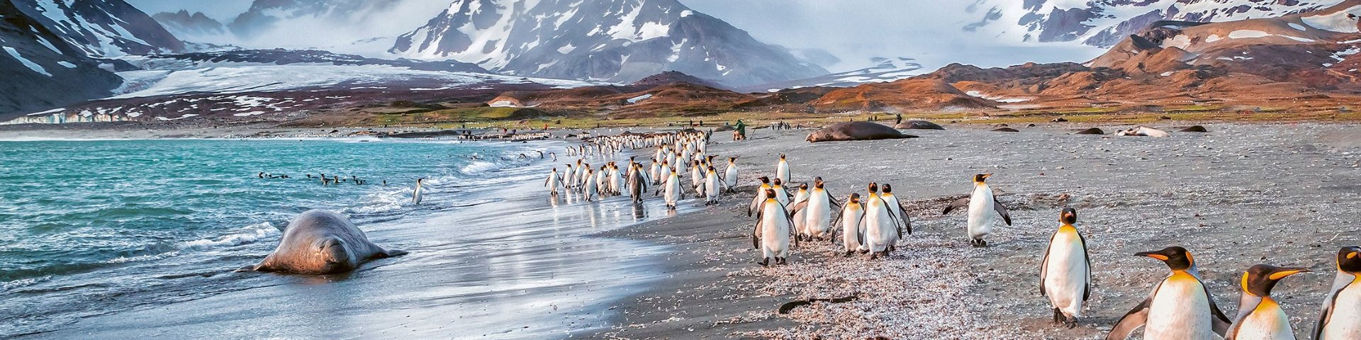 Königspnguine am Strand auf Südgeorgien