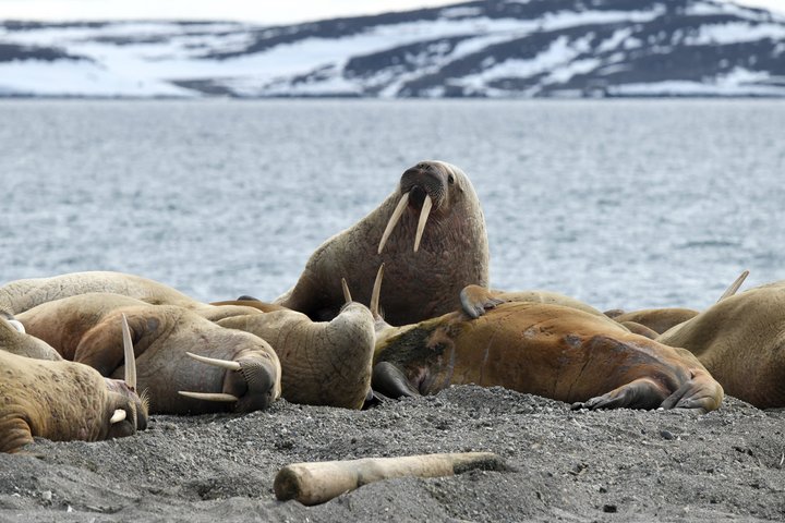 Walrosskolonie auf Spitzbergen