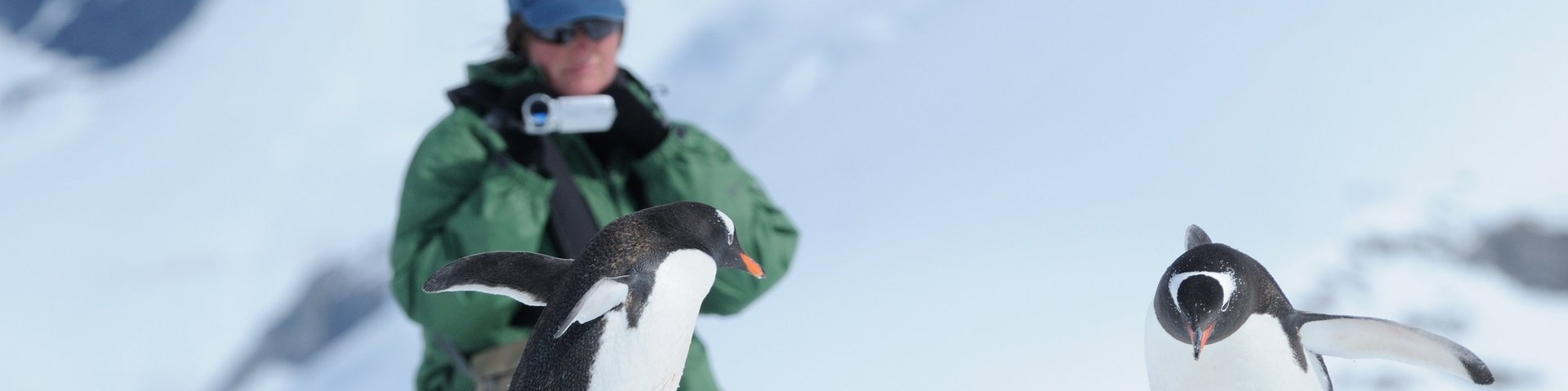 Zwei Eselspinguine werden in der Antarktis gefilmt Zwei Eselspinguine werden in der Antarktis gefilmt