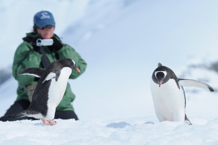 Zwei Eselspinguine werden in der Antarktis gefilmt
